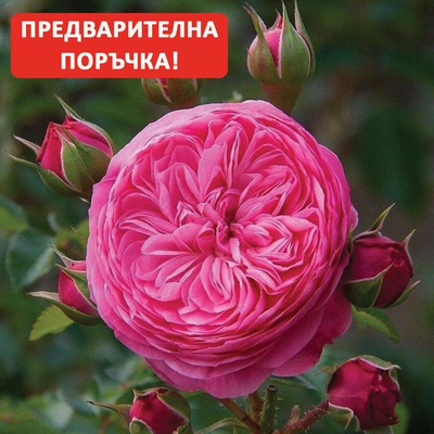 Meilland® Роза Leonardo da Vinci®