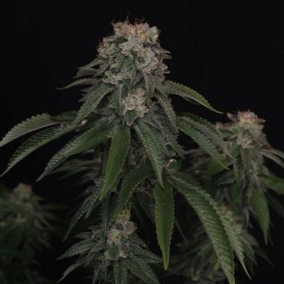 Fast Buds GG4 semena neobsahují THC 1 ks