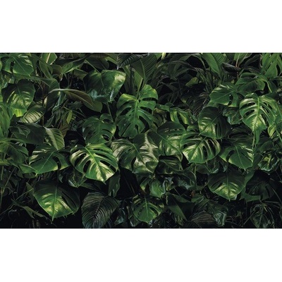 Komar Vliesová fototapeta Tropical Wall rozměry 400 x 250 cm