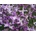 Seklos Матиола Matthiola bicornis (Sibth et Sm) DC Rose