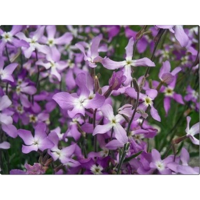 Seklos Матиола Matthiola bicornis (Sibth et Sm) DC Rose