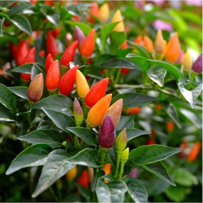 Chilli Prairie Fire - Capsicum annuum - semená chilli - 6 ks