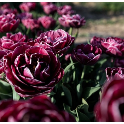Tulipán 'Dream Touch' 5 ks