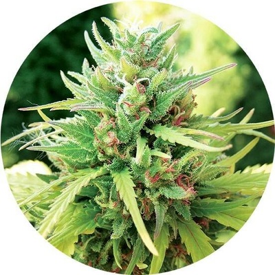 Top Tao Seeds Tao Matic regular semena neobsahují THC 10 ks