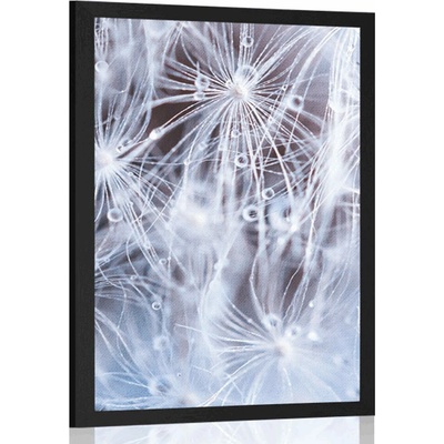 Plakát makro pampeliška - 30x45 black