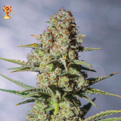 Exclusive Seeds Bank Critical Exclusive semena neobsahují THC 5 ks