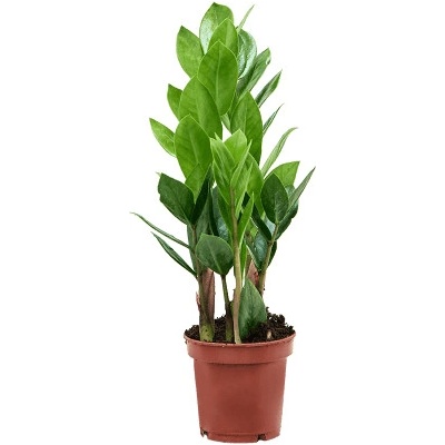 Zamioculcas zamiifolia 11x30 cm