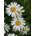 Семена на Маргаритка (Ox-eye Daisy) - 3500 броя (594600)