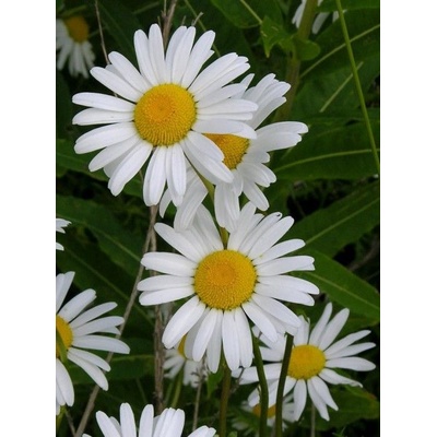 Семена на Маргаритка (Ox-eye Daisy) - 3500 броя (594600)