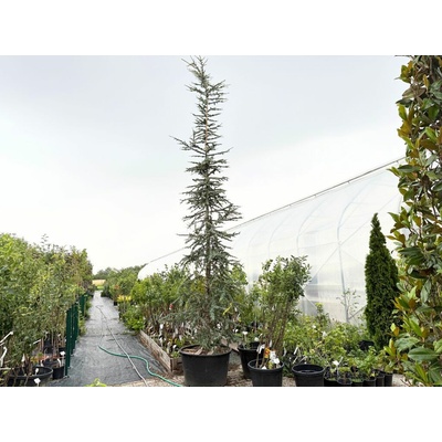 Céder atlantský GLAUCA cca 500 cm rozvetvený, kont. 285 l