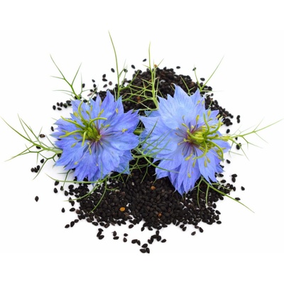 Herbarium Projekt BIO olej z čiernej rasce olej Nigella sativa 50 ml