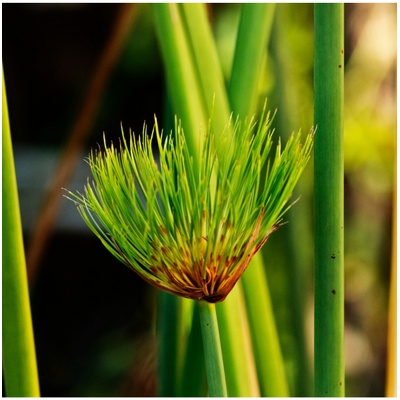 Kytka Papyrus Prodej (Kytky Papyrus, Cyperus papyrus, zelených listů) Kytka Papyrus Prodej