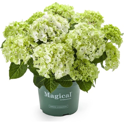 Magical® Noblesse Magical® Хортензия Мacrophylla