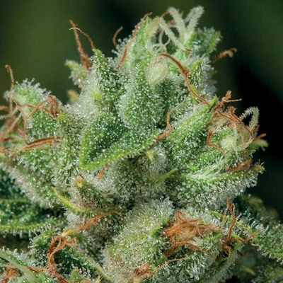 Anesia Seeds Afghanica semienka neobsahujú THC 10 ks