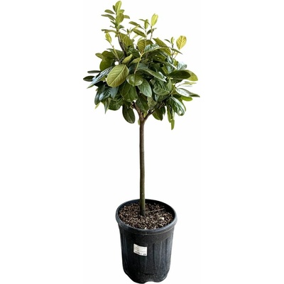 Vavrínovec lekársky Novita na 50 cm kmienku, výška 90-110 cm, kvetináč 12 l