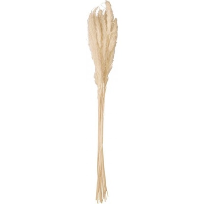JOLIPA Pampas tráva, svazek stonků, sušené, 75cm