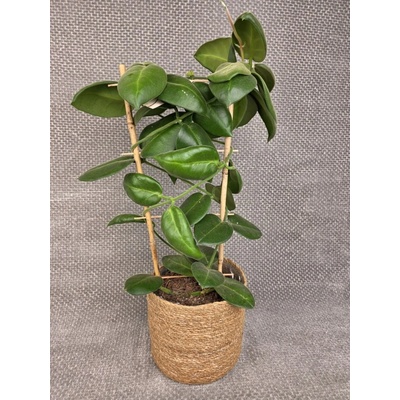 Hoya calycina XXL
