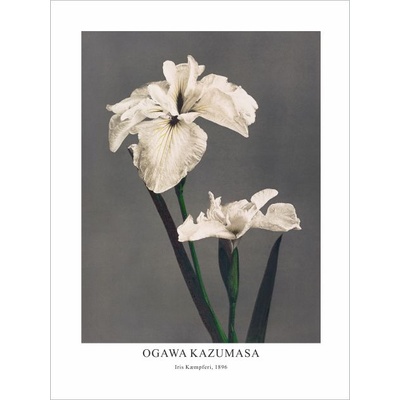 Принт Iris Kæmpferi, Огава Казумаса - репродукция (Print1073)