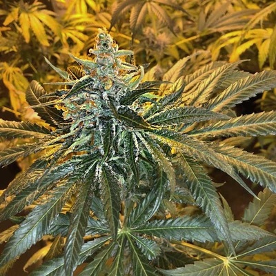 Freedom Of Seeds MAC x GSC semena neobsahují THC 3 ks