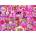Cobble Hill - Puzzle The Rainbow Collection: Pink - 1 000 piese