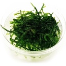 Vesicularia dubyana