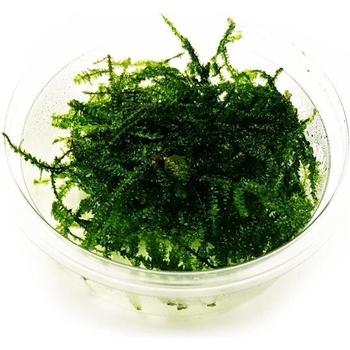 Vesicularia dubyana