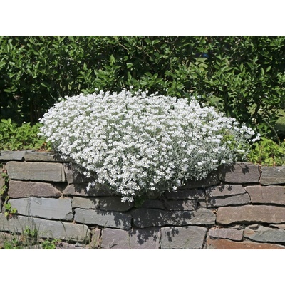 Rožec plstnatý Silberteppich - Cerastium, kont. 0,5 l