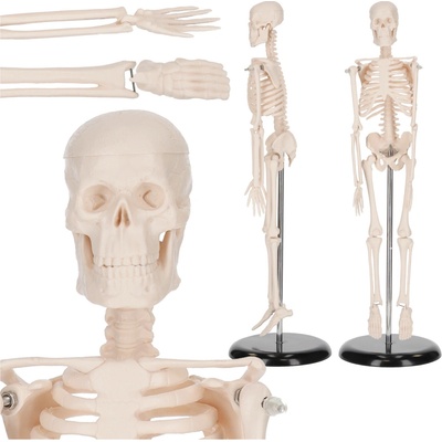 Anatomický model ľudskej kostry 45 cm 4FIZJO