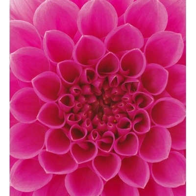 DIMEX ART Флизелинов фототапет розови далии 225 x 250 см