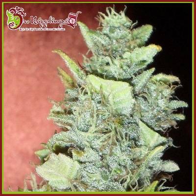 Dr. Krippling Seeds Bubba Gum AUTO semena neobsahují THC 10 ks