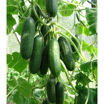 Šalátová uhorka Pony F1 - Cucumis sativus - predaj semien uhoriek - 10 ks