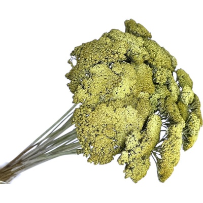 Stabilizované sušené kvety Rebríček - Achillea 200g - vintage lišajníková