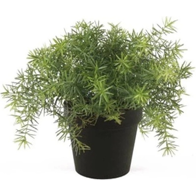 Umělá rostlina Asparagus, 25cm