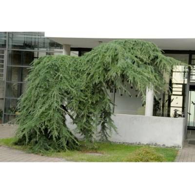 Smrekovec japonský (Larix kaempferi) ´PENDULA´ - výška 80-130 cm, kont. C3L – NA KMIENKU