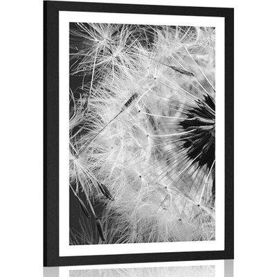 Plakát s paspartou semínka pampelišky v černobílém provedení - 60x90 no frame