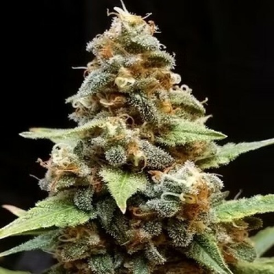 Cream Of The Crop Gorilla Lemon Fire semienka neobsahujú THC 10 ks