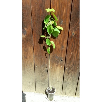 Lieska obyčajná (Corylus avellana) veľkosť 25-50cm