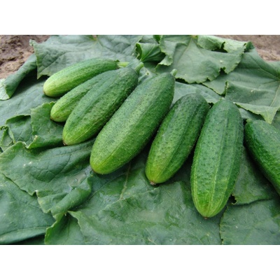 Uhorka nakladačka Mira F1 - Cucumis sativus - semiačka - 35 ks