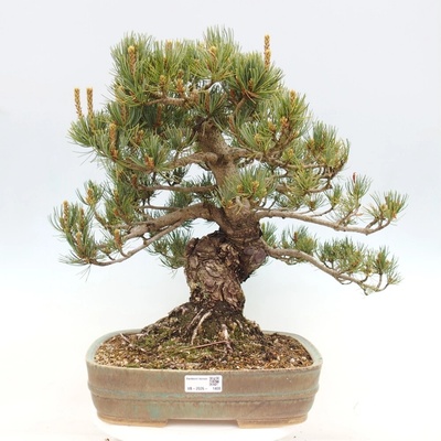 e-bonsai Venkovní bonsai - Pinus parviflora - Borovice drobnokvětá