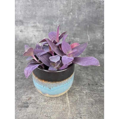 Tradescantia Pallida 12 cm