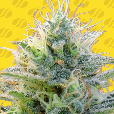 Original Sensible Seeds Auto Ghost OG semienka neobsahujú THC 25 ks