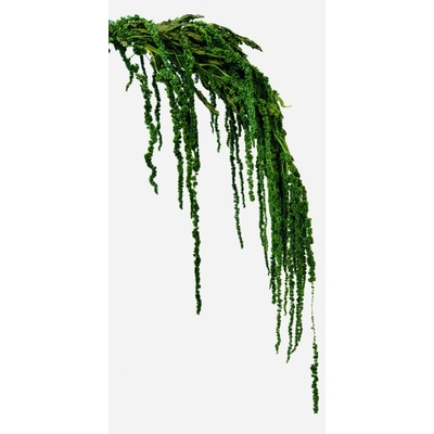 Stabilizovaný amarant převislý, svazek zelený 150g