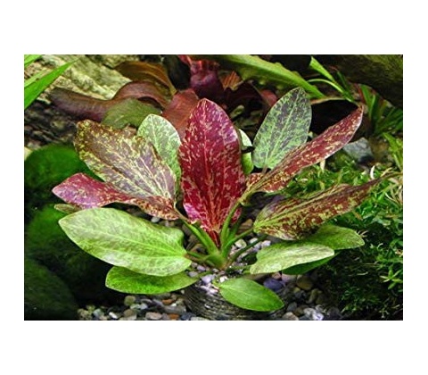 Echinodorus Red Flame
