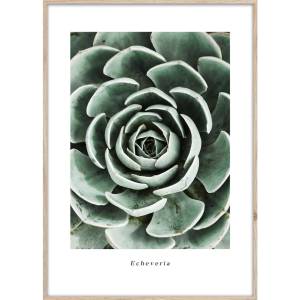 Styler Картина 50x70 cm Echeveria - Styler (OB-14051)