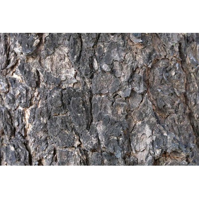 DIMEX ART Флизелинов фототапет детайли за текстура на дърво 375 x 250 см