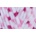 Himalaya Dolphin Baby Colors 80414 Плетива прежда (80414-HIMALAYA)