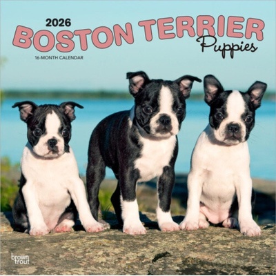 Boston Terrier Puppies Boston Terrier Welpen 16-Monats 2026