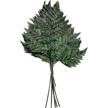 Cuire Fern