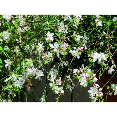 Gaura Lindheimerova White Candle, kont. 0,5 l