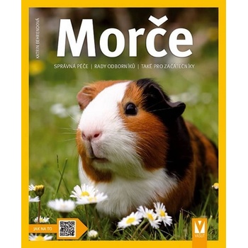Morče